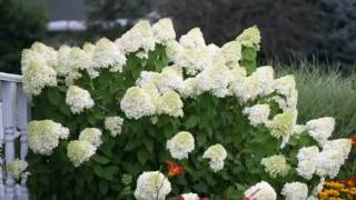 How to Prune Limelight Hydrangea [upl. by Jerol]