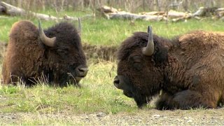 Bison makes comeback at Yellowstone National Park [upl. by Alberik]