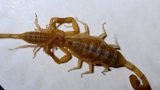 Incredible Scorpion Mating Ritual Leads To Birth [upl. by Palua]