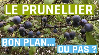 Le prunellier  bon plan ou pas  Prunus spinosa [upl. by Ecidnac797]