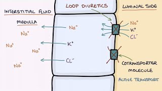 How Does Furosemide Work Understanding Loop Diuretics [upl. by Leinadnhoj]