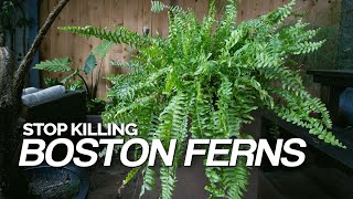 Stop Killing Your Boston Ferns Full Care Guide [upl. by Sairu]