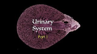 The Urinary System Part One [upl. by Aihsenor]