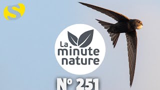 L‘OISEAU QUI NE S‘ARRÊTE JAMAIS No 251 [upl. by Vincents]