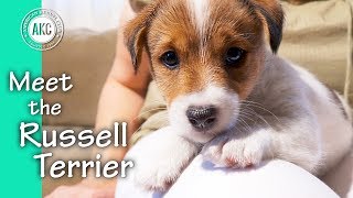 Meet the Russell Terrier [upl. by Yager]