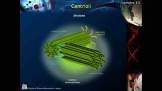 Citologia  Lezione 13 Citoscheletro e centrioli [upl. by Idelia]
