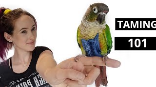 How To Tame and Earn The Trust From A Green Cheek Conure or Other Scared Parrot [upl. by Nalad231]