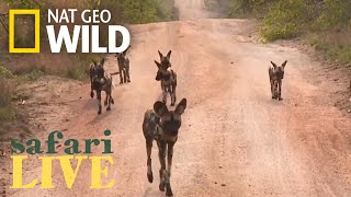 Safari Live  Day 1  Nat Geo WILD [upl. by Okiam]