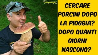 Cercare Porcini dopo la pioggiaQuanti giorni dopo nascono [upl. by Ytsirhc]