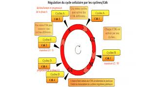 régulation cycle cellulaire [upl. by Burrus]