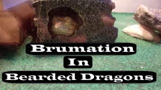 Brumation  Signs amp Tips [upl. by Golanka]