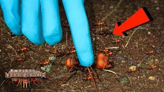 STOP SQUISHING ME ANTS  The Leaf Cutters  Empires Of The Undergrowth  Ep10 [upl. by Esirehc]