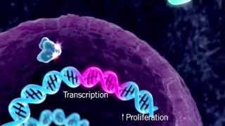 The HER Signaling Pathway [upl. by Filiano]