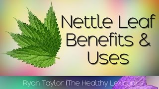 Nettle Leaf Benefits and Uses [upl. by Novad]