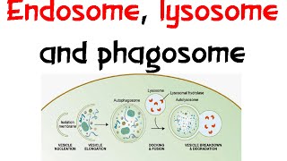 Endosome Lysozome and phagosome [upl. by Rebak]