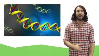 Nucleic Acids DNA and RNA [upl. by Anelrad522]