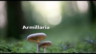 Armillaria ostoyae pronunciation [upl. by Sinnel]