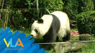 ¿Ya conoces a los pandas del zoológico de Chapultepec [upl. by Irem]