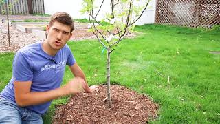 Top 3 Mistakes Made When Mulching Trees [upl. by Yort]