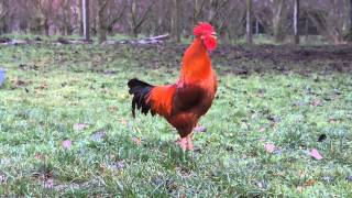 Chant du Coq Marans The Marans rooster song [upl. by Bounds]