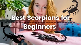 My Top Pet Scorpions for Beginners [upl. by Arhas738]