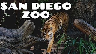 San Diego Zoo  Walking Tour 4K [upl. by Brenner]