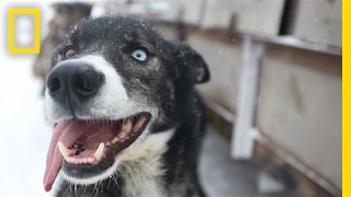 Sled Dogs More Than Meets the Eye  National Geographic [upl. by Notgnihsaw]