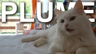 PLUME LANGORA TURC  PAROLE DE CHAT [upl. by Eidnyl]