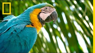 Why Are Wild Parrots Disappearing in Miami  Short Film Showcase [upl. by Erdei]