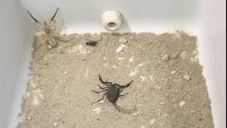 Camel spiders vs scorpion [upl. by Notsnorb]