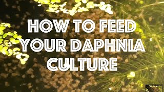 How To Feed Your Daphnia Culture [upl. by Delcina183]