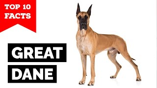 Great Dane  Top 10 Facts [upl. by Sabella882]