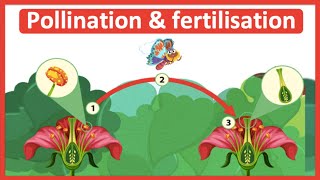 Sexual Reproduction in Plants Detailed Explanation [upl. by Debby]