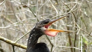 Anhinga Calling FYV [upl. by Ykciv433]