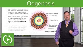 Oogenesis Oocyte Production Anatomy and Physiology [upl. by Hayse518]