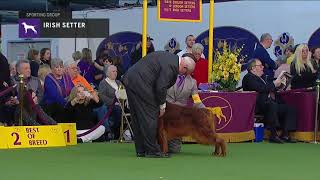 Irish Setter  Breed Judging 2019 [upl. by Yllac]