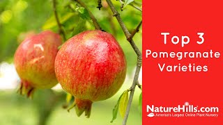 Top 3 Pomegranate Varieties  NatureHillscom [upl. by Ahsaya676]