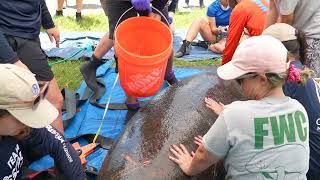 Manatee Rescue Oldsmar [upl. by Aicinat]