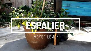 Meyer Lemon Espalier [upl. by Partridge]