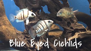 Species Profile Cryptoheros Cutteri The Blue Eyed Cichlid [upl. by Jsandye874]