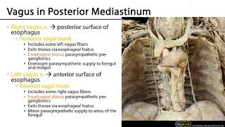 LO 5  Vagus Nerve Paths and Branches  Posterior Mediastinum [upl. by Hcnarb669]