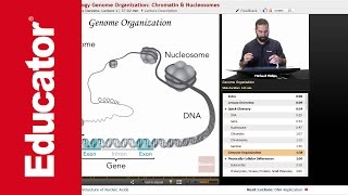 Genome Organization  Molecular Biology [upl. by Xam]