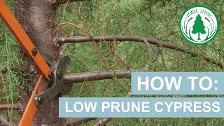 How To Low Prune Cypress [upl. by Thane]