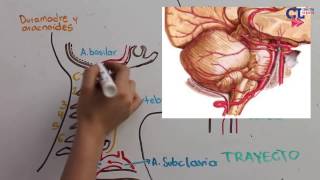 VASCULARIZACION ARTERIAL ENCEFALICA PARTE 2 Vertebrobasilar [upl. by Inahpets278]