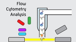 Flow Cytometry Analysis [upl. by Quigley]