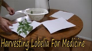 How to Harvest Lobelia [upl. by Amocat]