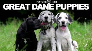 Great Dane Puppies Compilation [upl. by Aisenat]