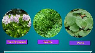 Terrestrial and Aquatic Plants  Science Class 4 [upl. by Ocihc]