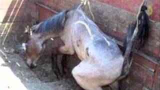 Amaryllis Farm  Horse Slaughter Lies Exposed PART 12 [upl. by Aiz261]