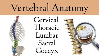 Coccyx Anatomy  Coccygeal Cornua Transverse Process Base Apex [upl. by Olney268]